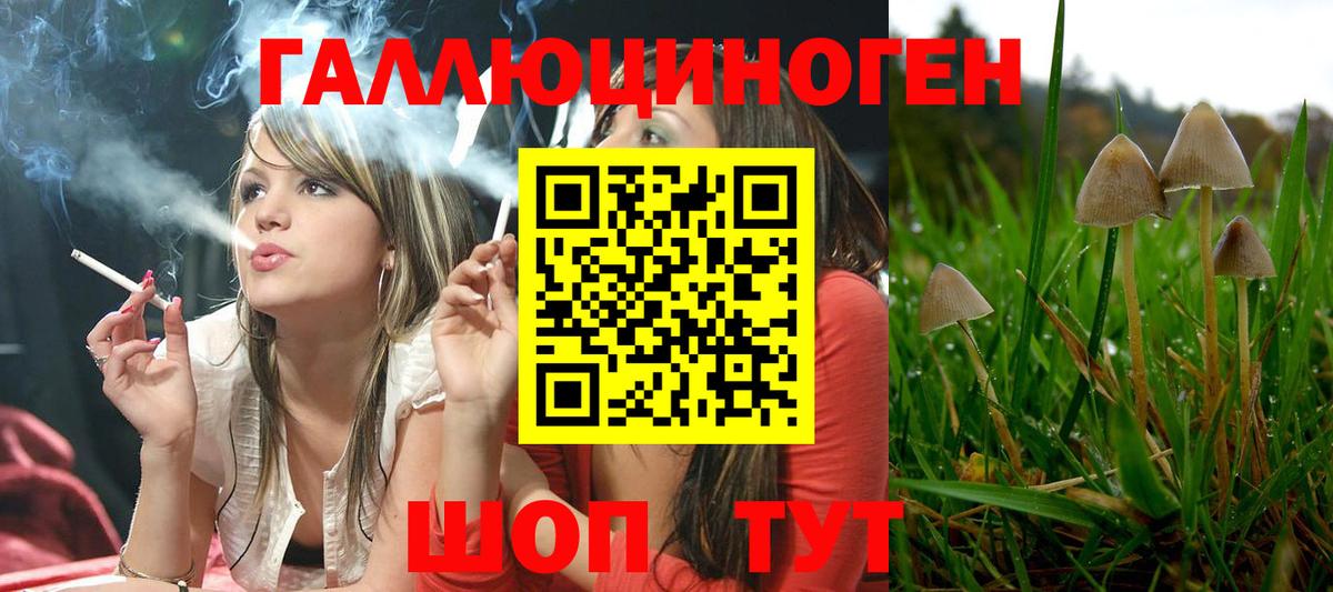 как найти закладки  Псилоцибиновые грибы GOLDEN TEACHER  Вход с VPN  Сальск 