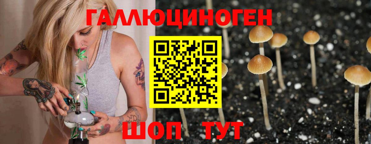 Псилоцибиновые грибы Cubensis Сальск